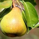 How To Plant And Care For Pear