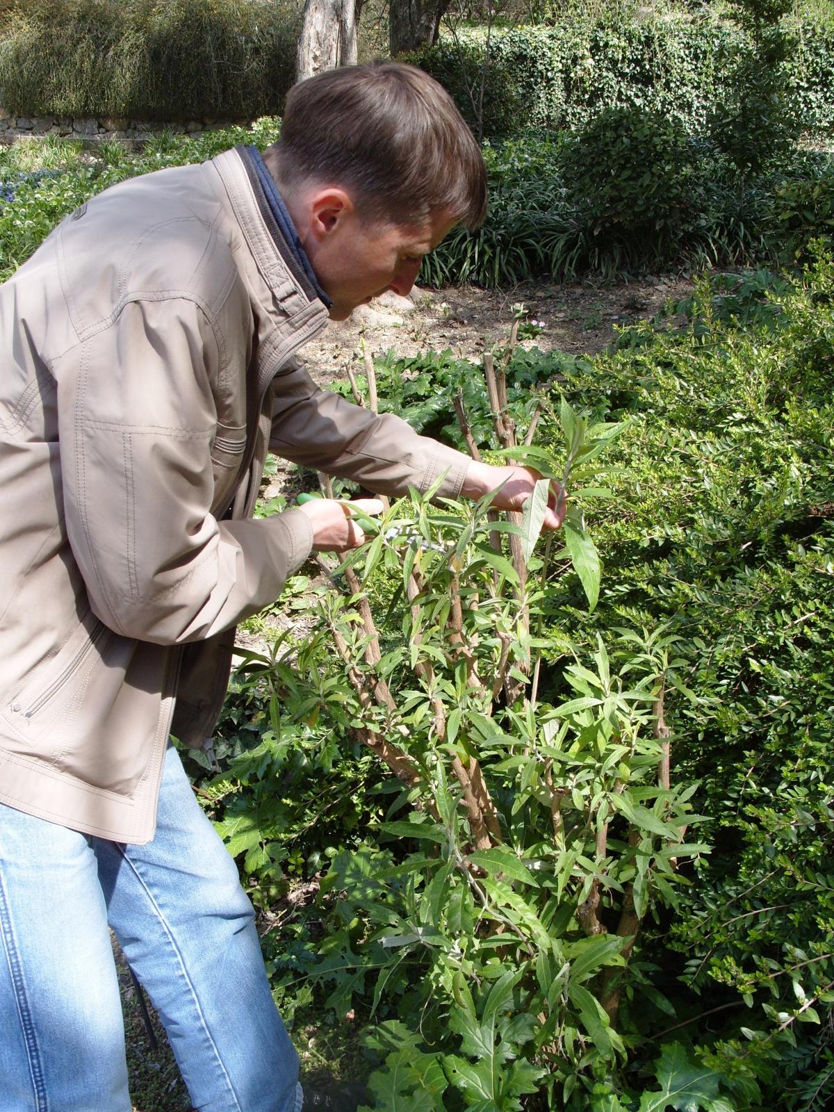 Features of Pruning Shrubs (part 1)