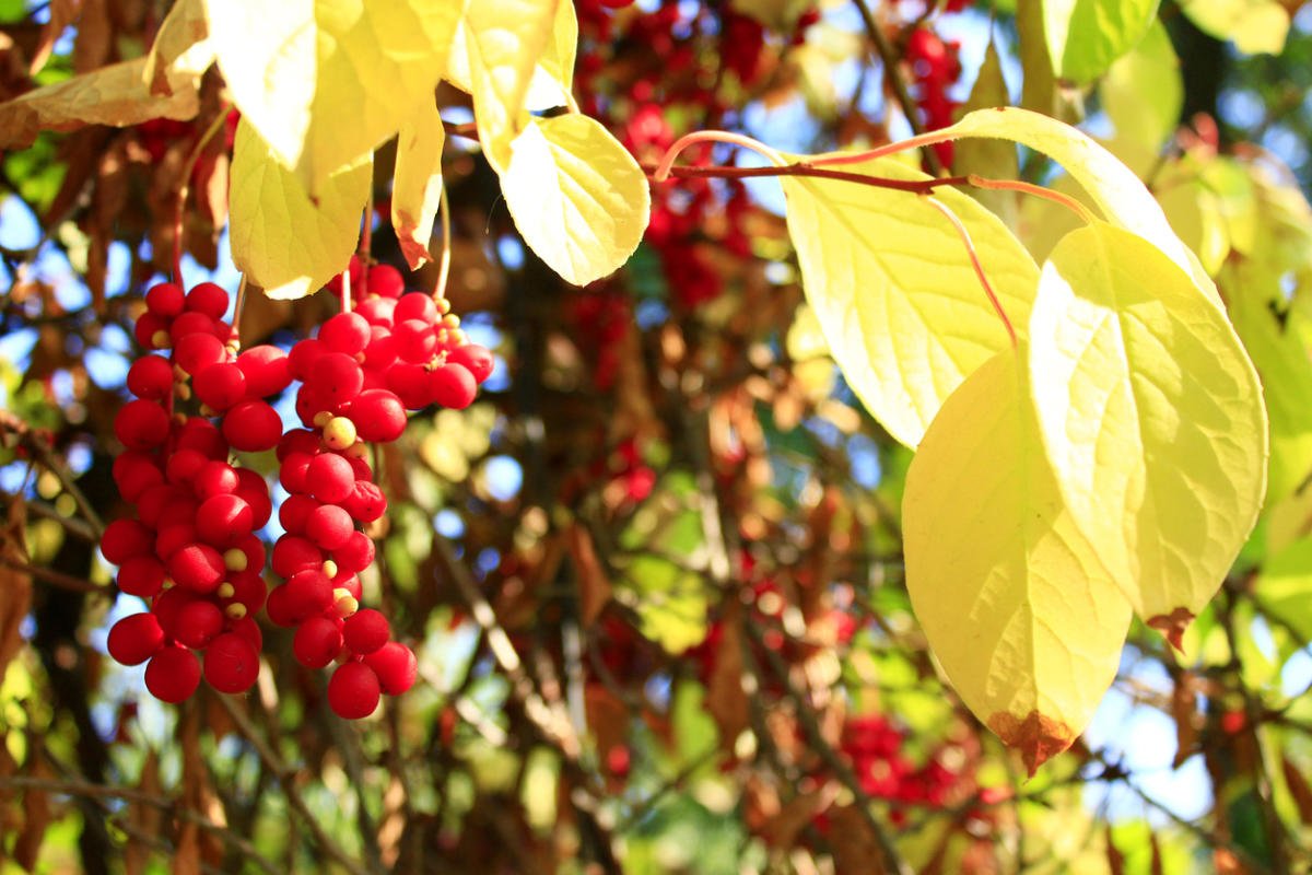 Plants for Vertical Gardening