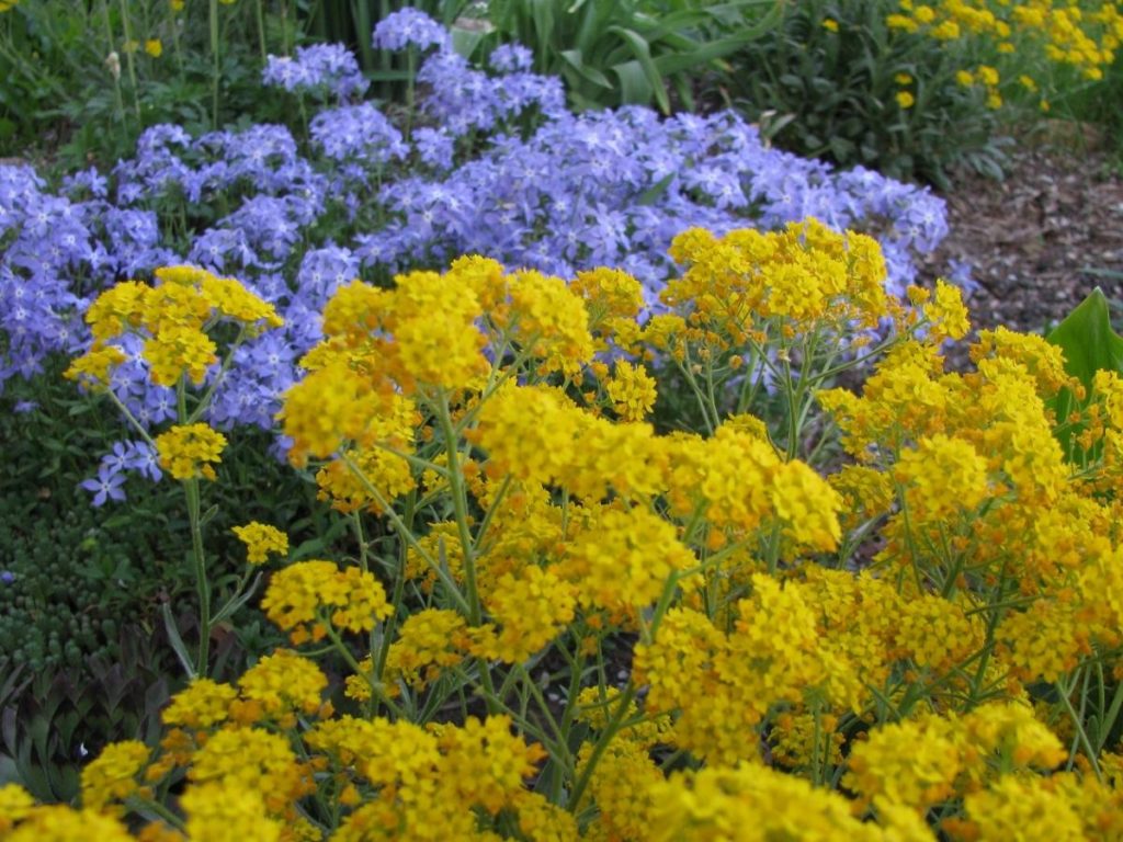 Pruning of Alyssum