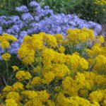 Pruning of Alyssum