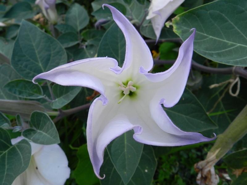 How To Plant And Care For Datura