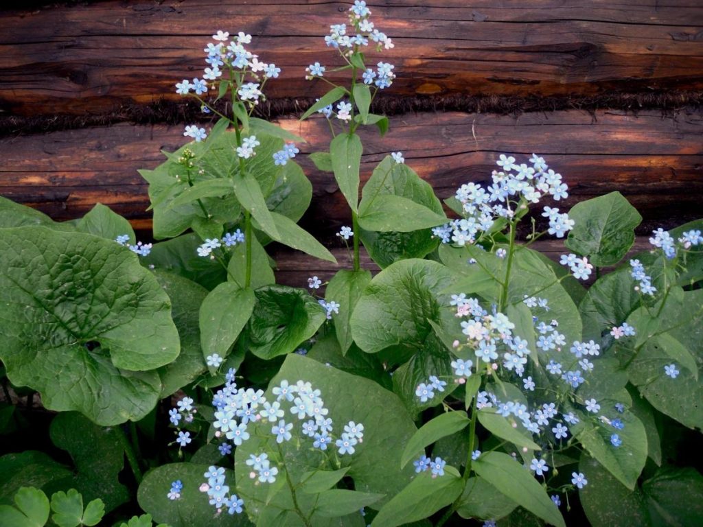 Plant Brunnera