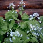 Plant Brunnera