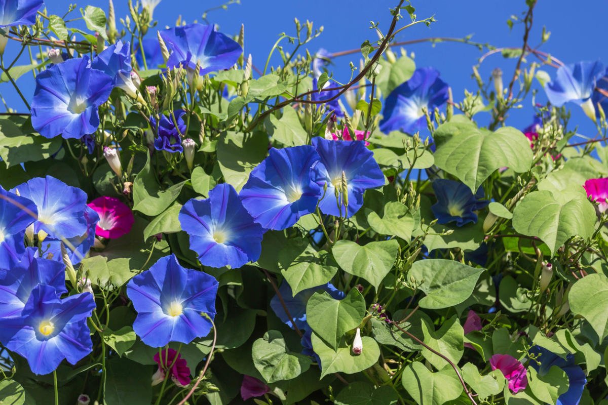 Plants for Vertical Gardening