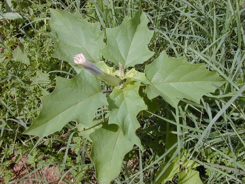 How To Plant And Care For Datura