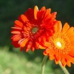 Gerbera: Growing, Care, Varieties and Disease Prevention.