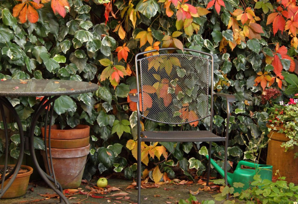 Plants for Vertical Gardening