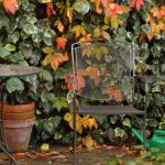 Plants for Vertical Gardening