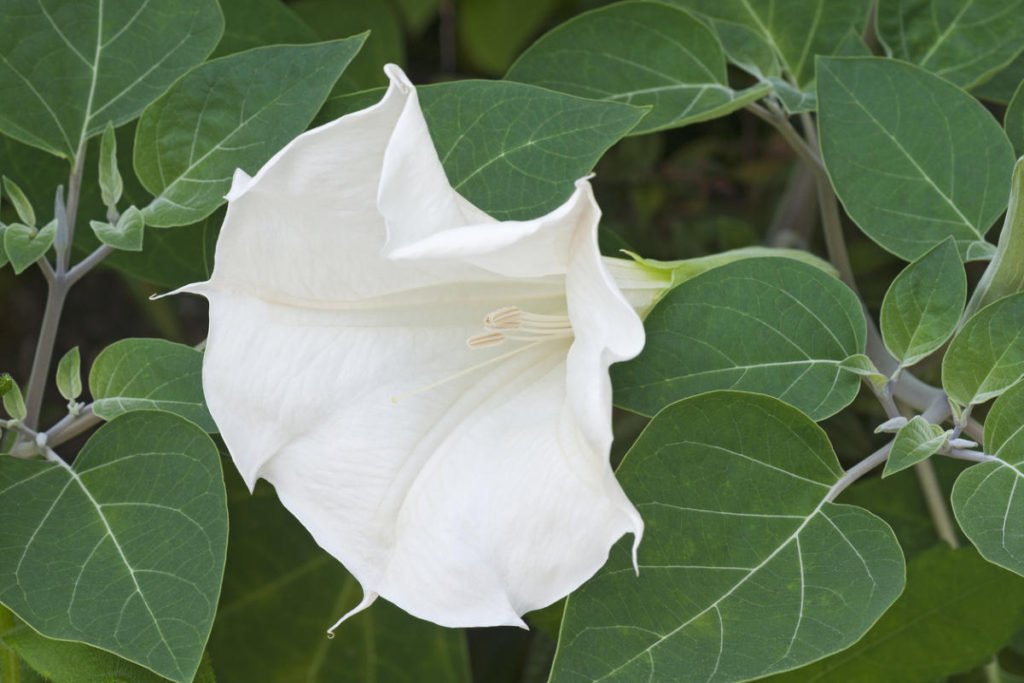 How To Plant And Care For Datura - Best Landscape Ideas