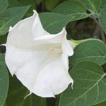 How To Plant And Care For Datura