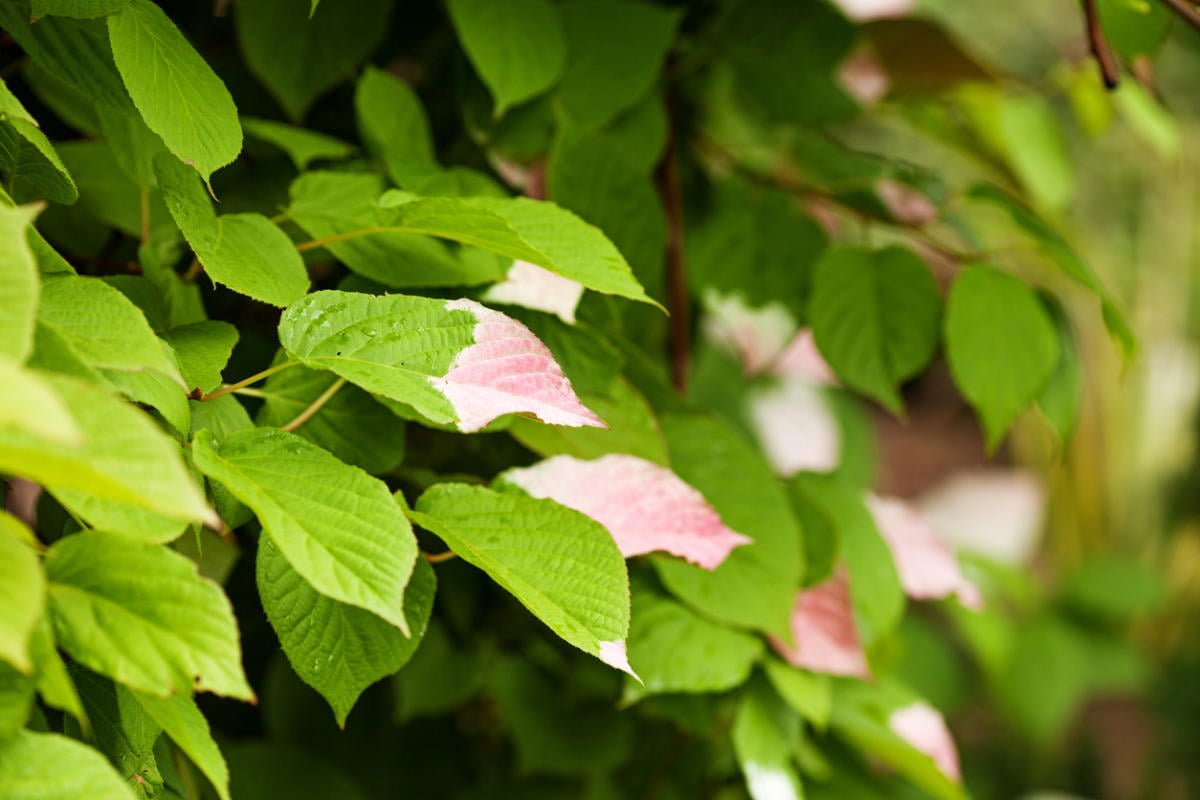 Plants for Vertical Gardening