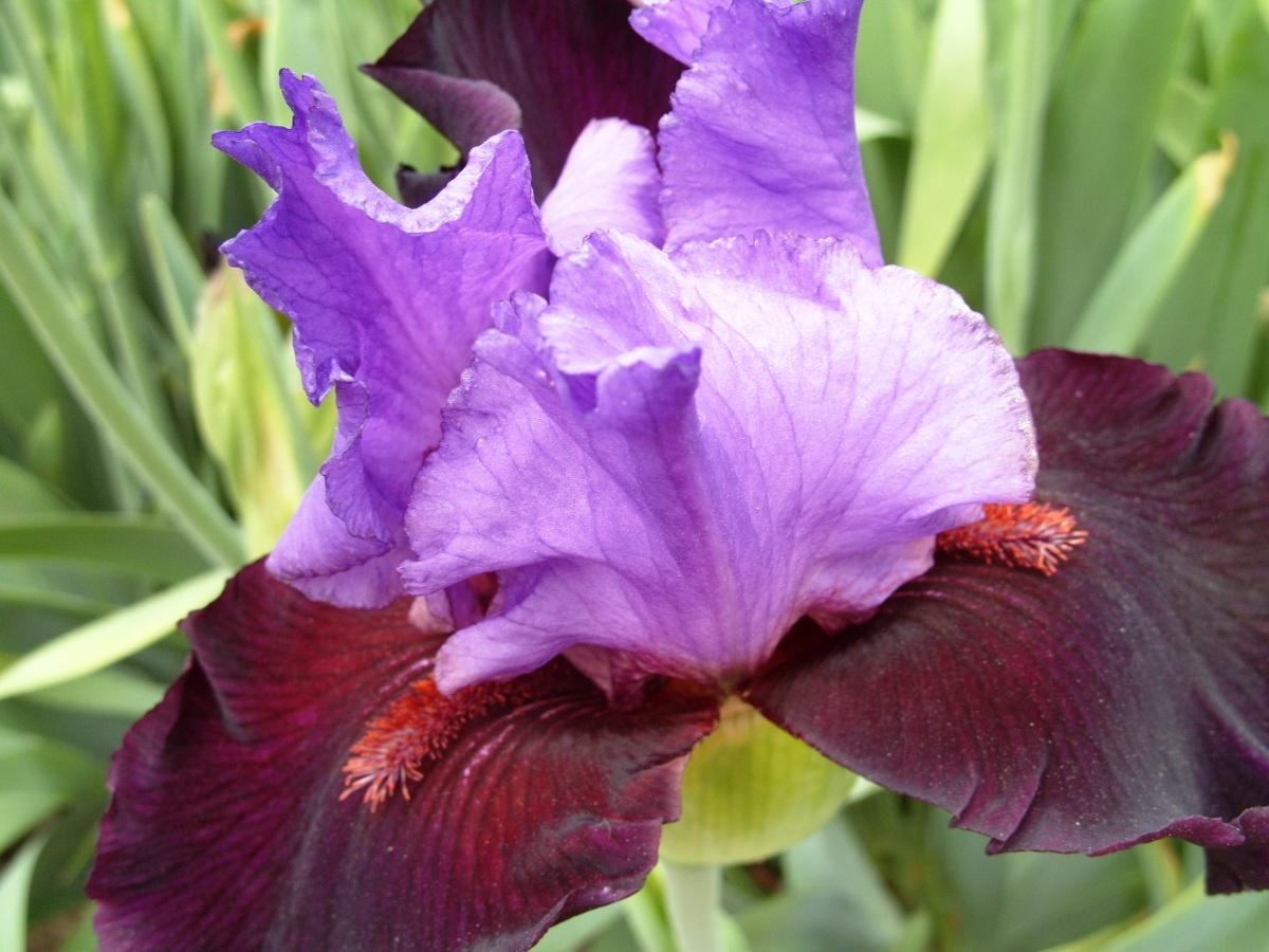 The Smell of Irises