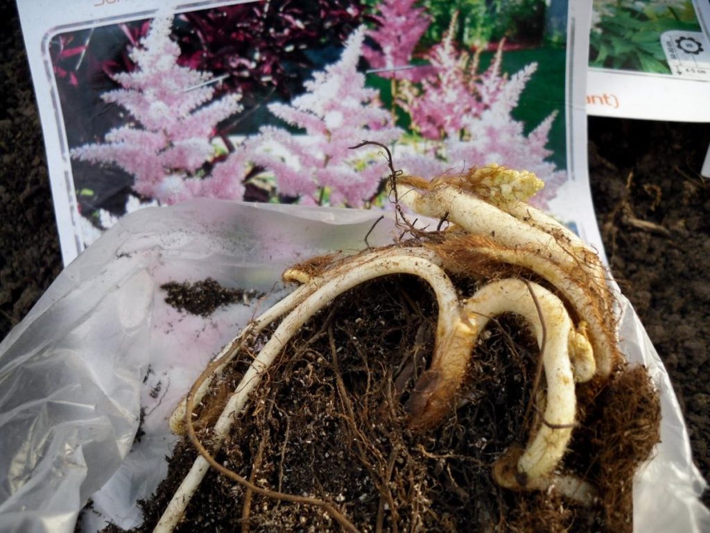 Choosing and Planting Astilbe