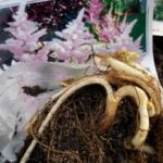 Choosing and Planting Astilbe