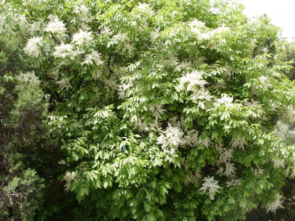 Extraordinarily Beautiful and Attractive Fraxinus Ornus