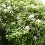 Extraordinarily Beautiful and Attractive Fraxinus Ornus