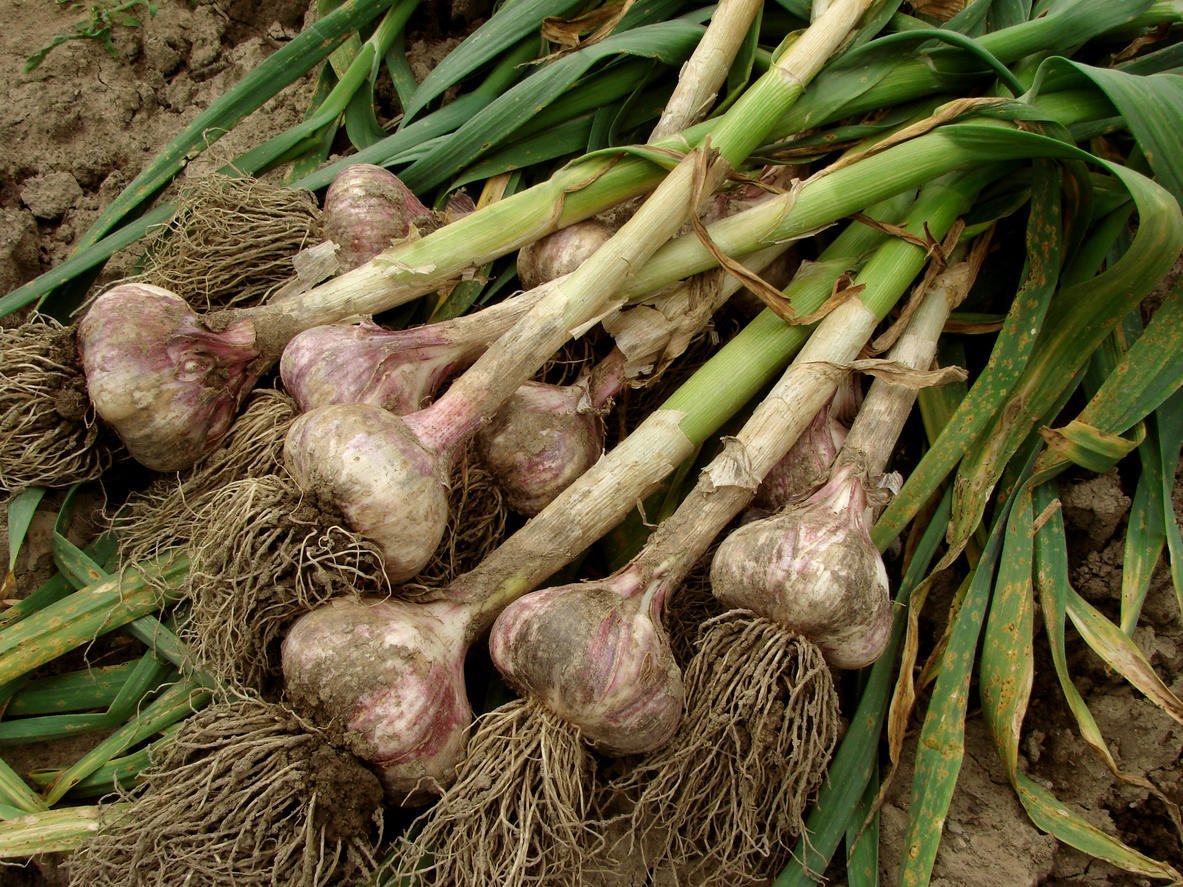 How To Plant And Care For Garlic