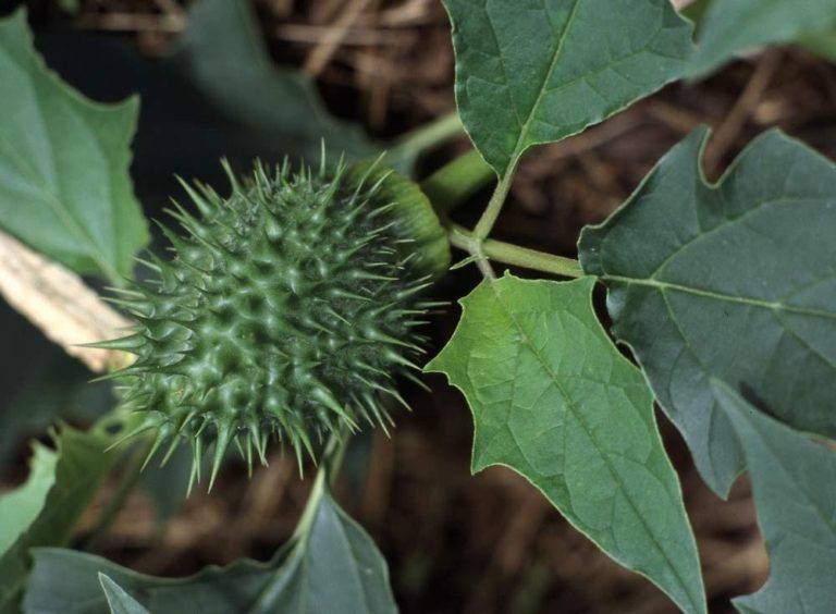 How To Plant And Care For Datura Best Landscape Ideas