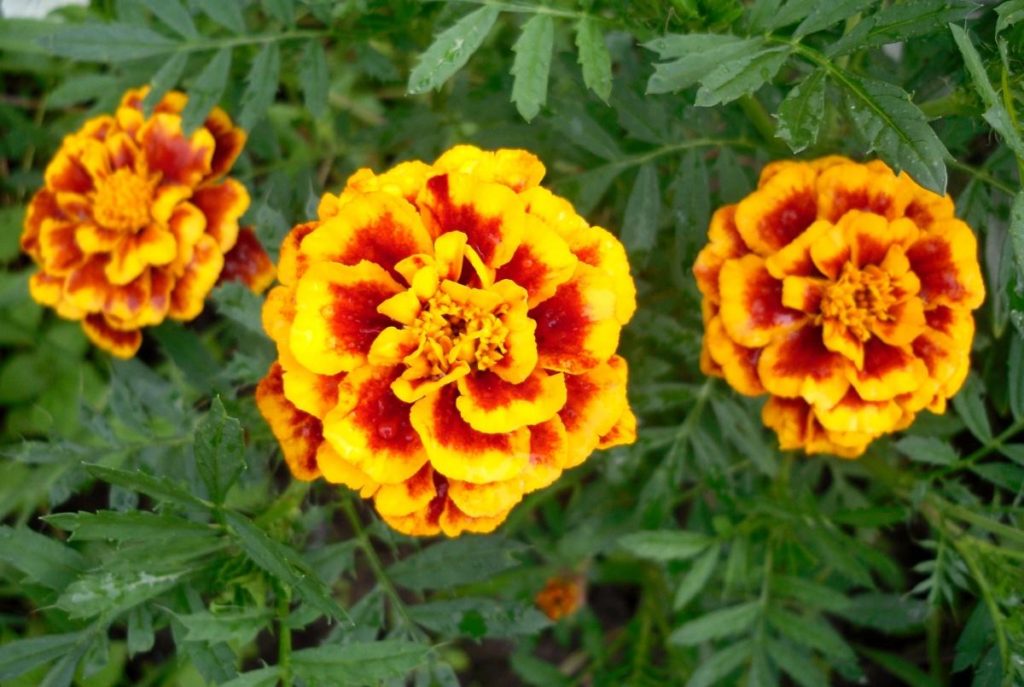 How To Plant And Care For Marigolds