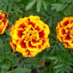 How To Plant And Care For Marigolds