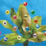 Fertilizer: Vitamins for Green Plants