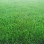 A Lawn – Green Carpet in Your Yard