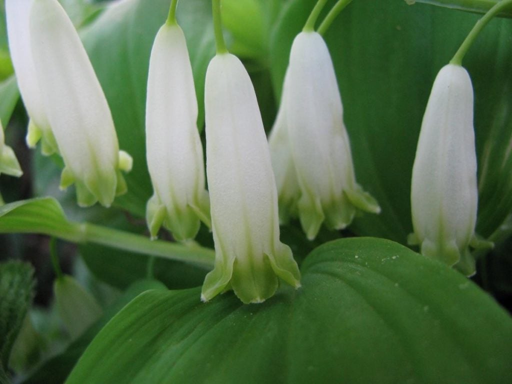 Ideas for Flowerbeds in the Shade. Polygonatum