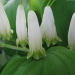 Ideas for Flowerbeds in the Shade. Polygonatum