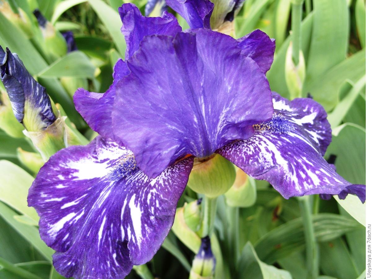 The Glamour and Luxury of Irises