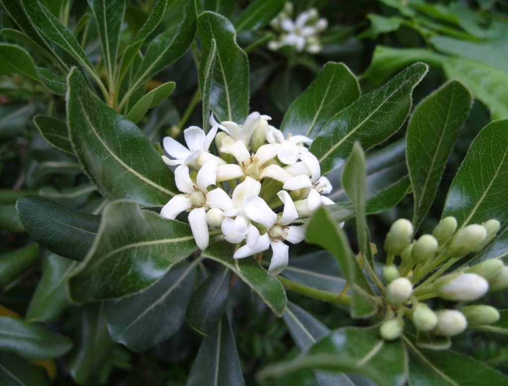 French Charm Pittosporum
