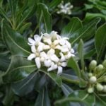 French Charm Pittosporum