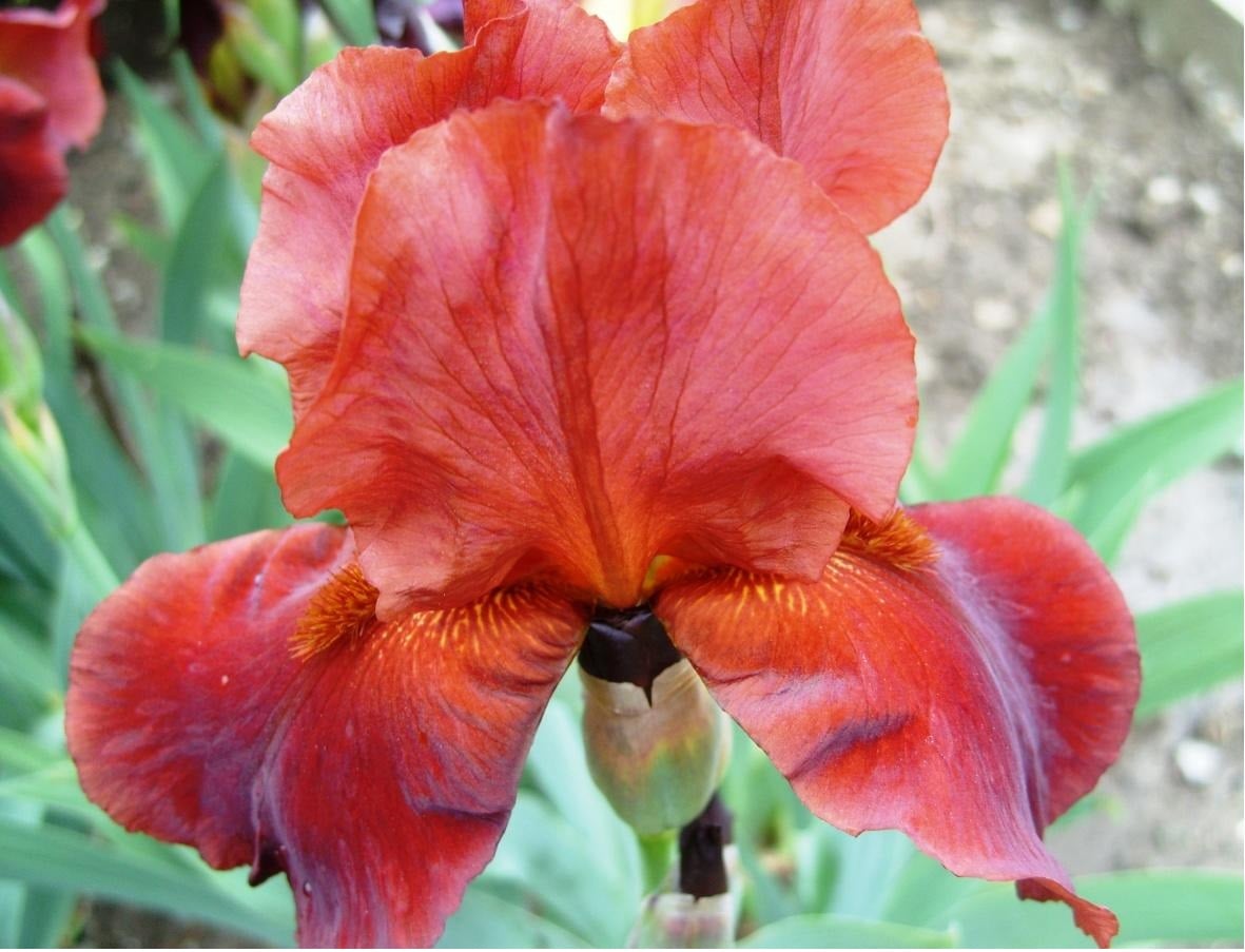 Red Iris