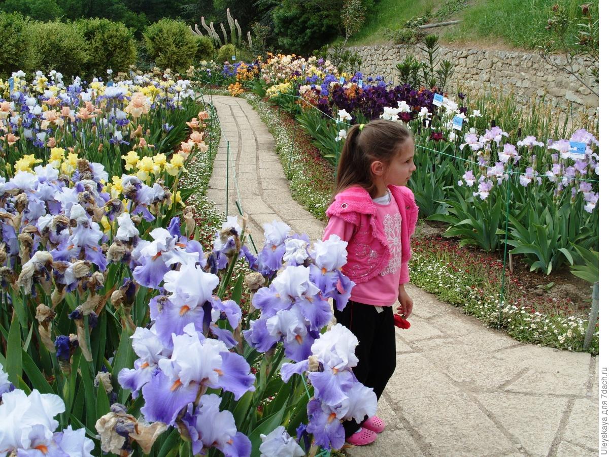 The Glamour and Luxury of Irises