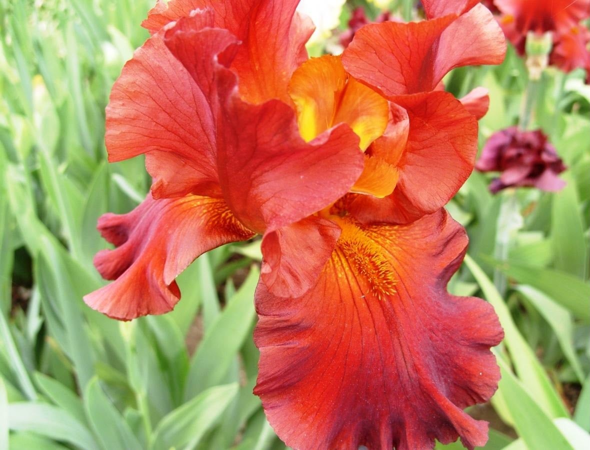 Red Iris