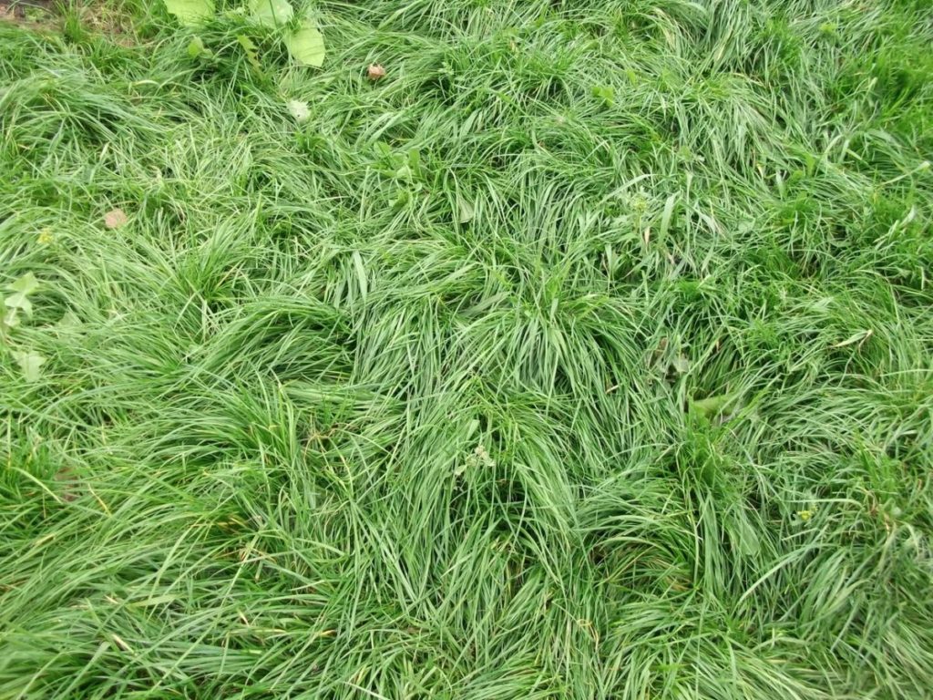 Beautiful Lawn with Their Hands. Sowing the Lawn