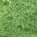 Beautiful Lawn with Their Hands. Sowing the Lawn
