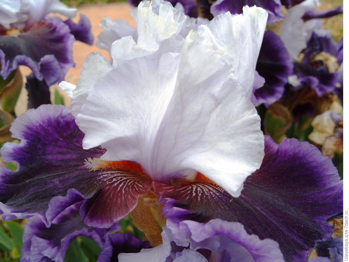 The Glamour and Luxury of Irises