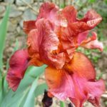 Red Iris