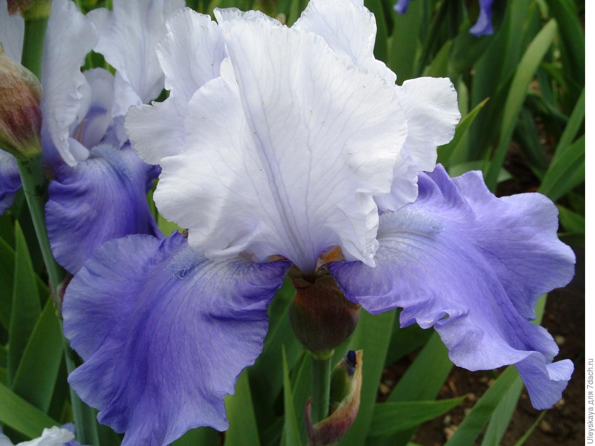 The Glamour and Luxury of Irises