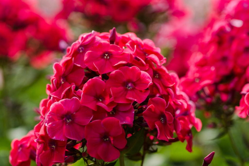 Phlox – Welcome to Any Flower Garden