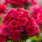 Phlox – Welcome to Any Flower Garden