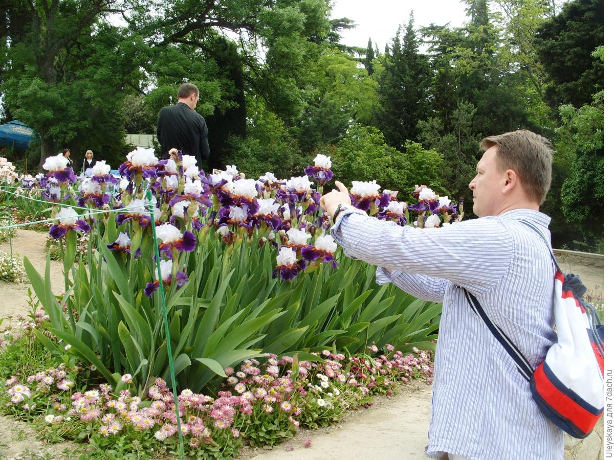 The Glamour and Luxury of Irises