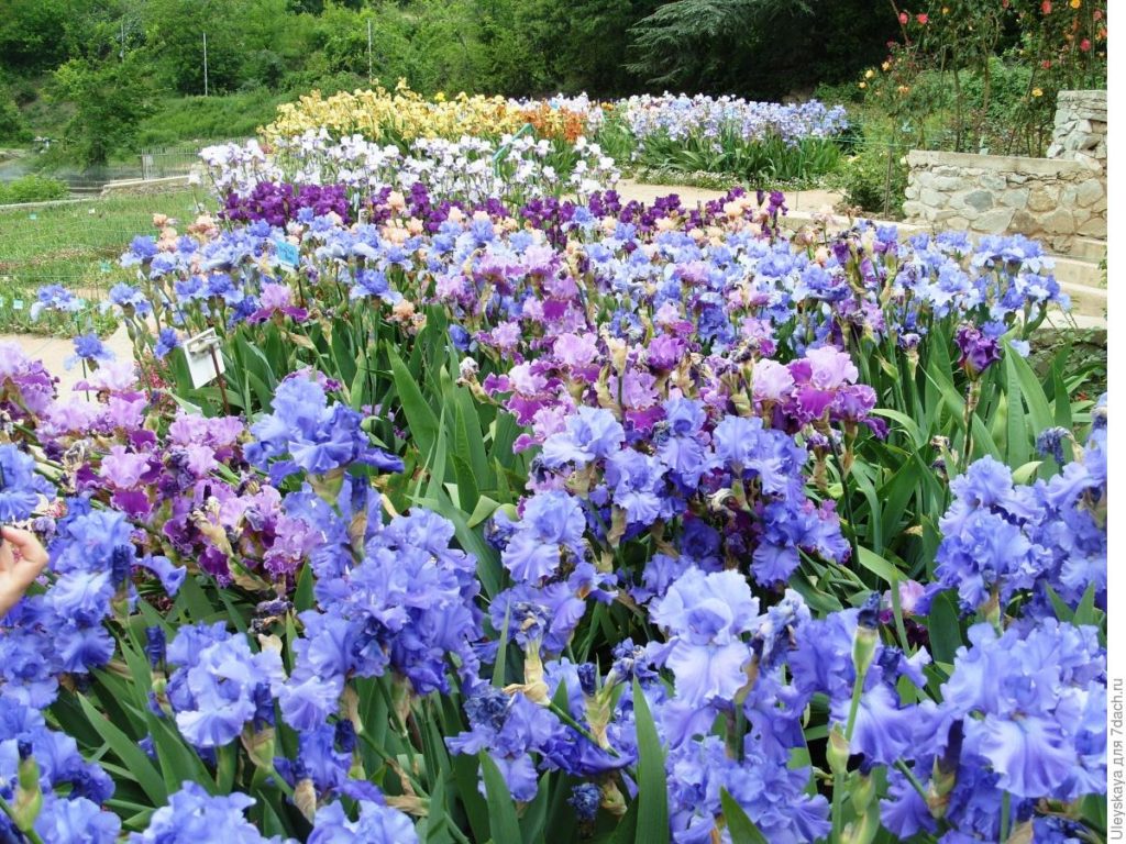 The Glamour and Luxury of Irises