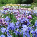 The Glamour and Luxury of Irises