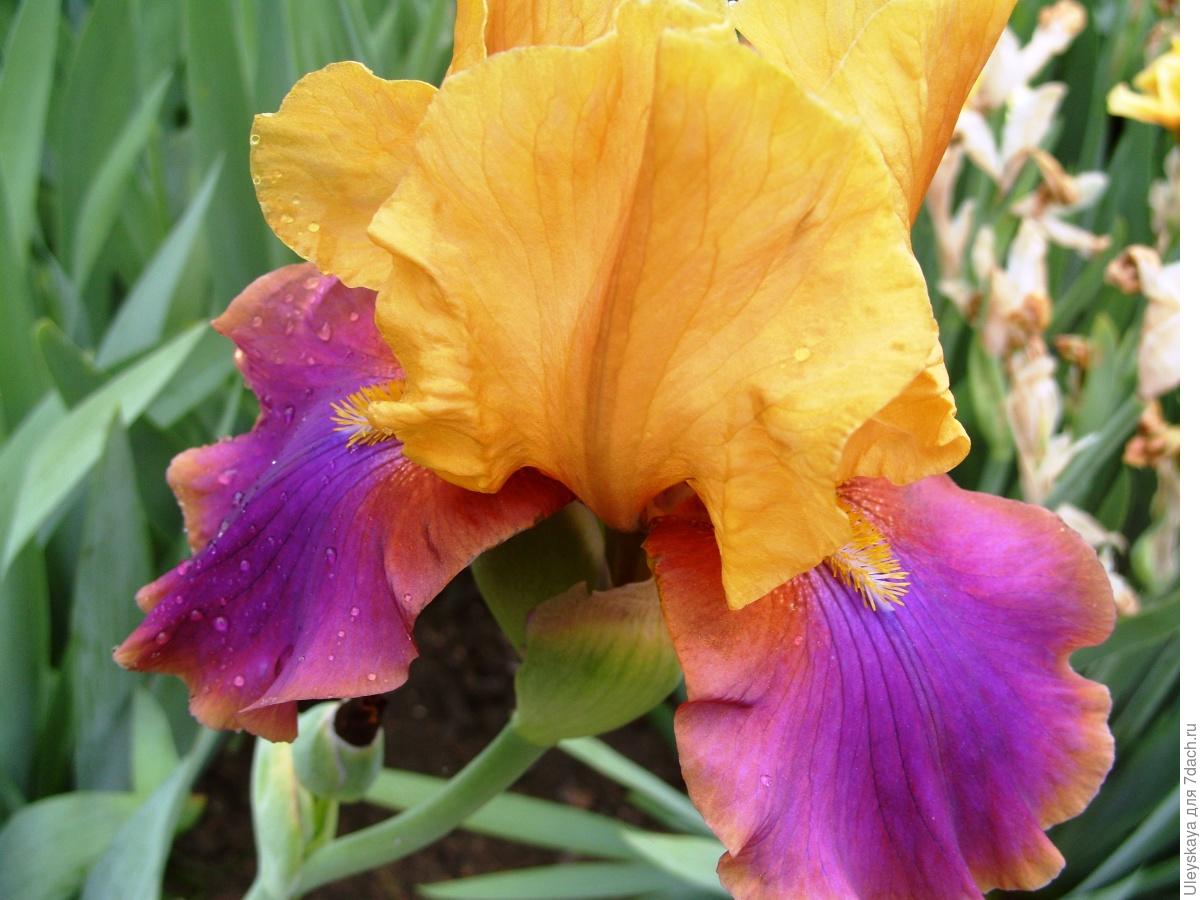 The Glamour and Luxury of Irises
