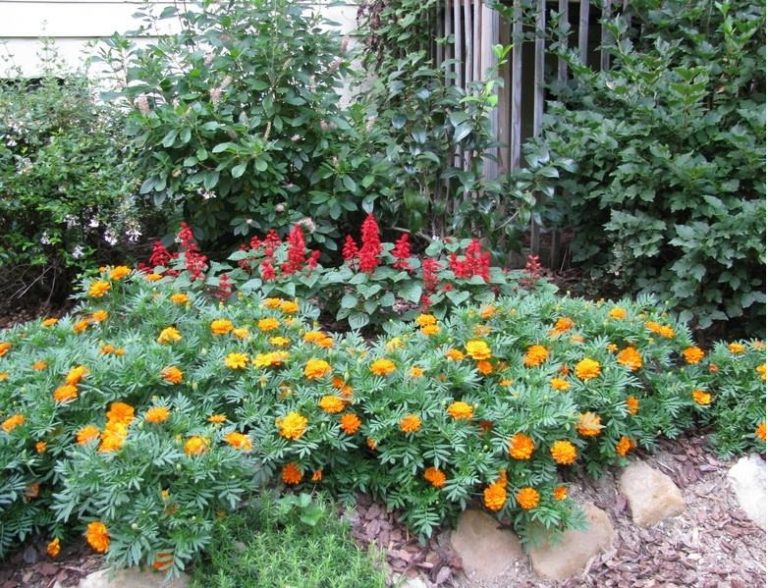 How To Plant And Care For Marigolds Best Landscape Ideas