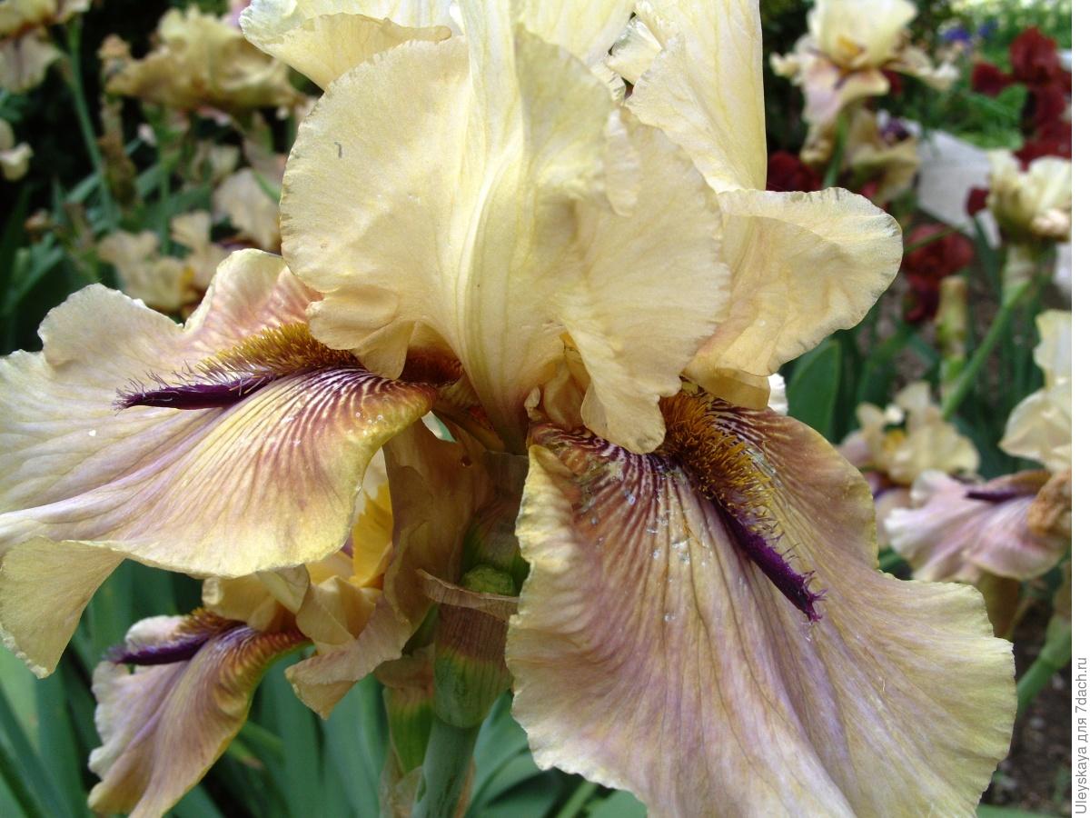 The Glamour and Luxury of Irises