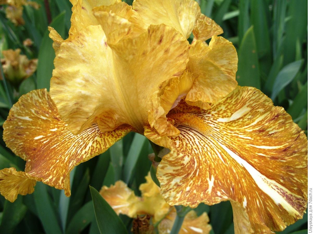 The Glamour and Luxury of Irises