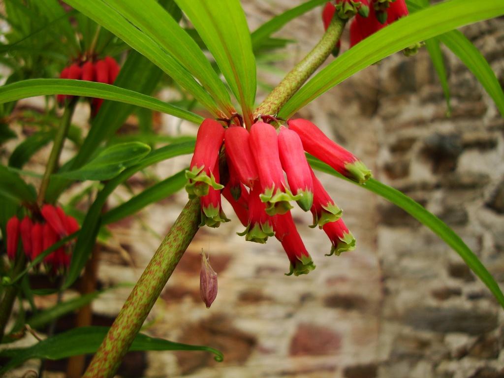 Цветок ея. Купена Хукера. Купена Red Stem. Купены цветок красный. Боканея цветок.